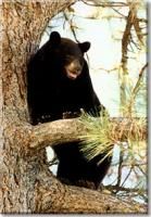 Units 12, 13, 11A, and 14 Idaho Black Bear Hunts