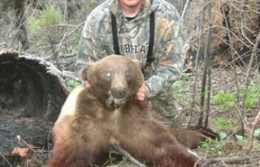 Idaho Black Bear Hunts 