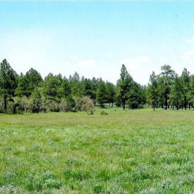 A-meadow-like-this-is-always-attracts-elk-and-deer