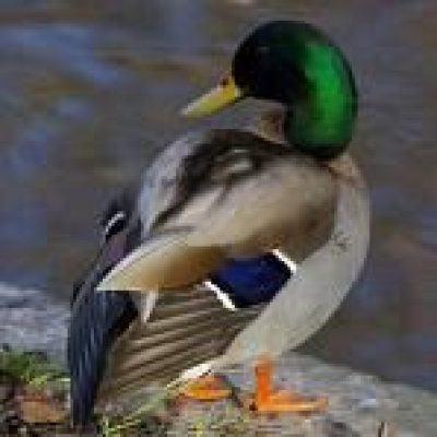 Alabama-Mallard