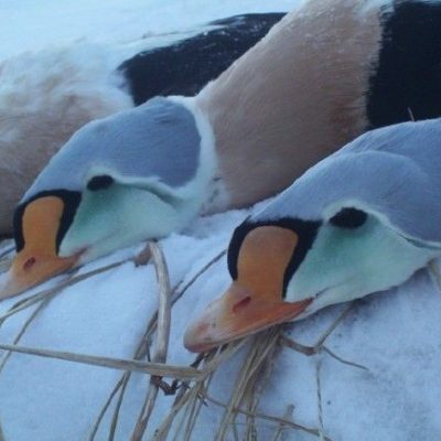 Alaska-Goose-Hunts