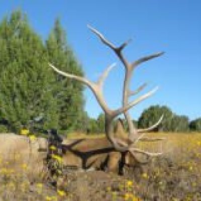 Arizona-Elk