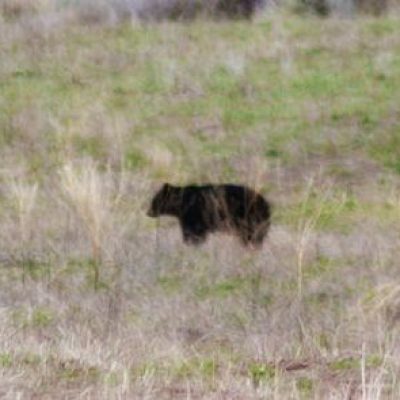 Colorado-Black-Bear
