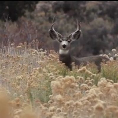 Colorado-Mule-Deer