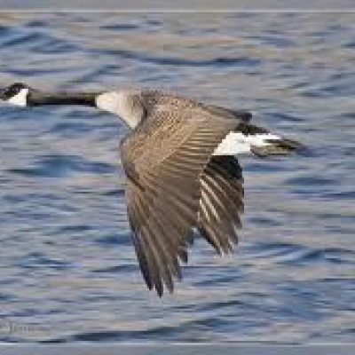 Connecticut-Canadian-Goose