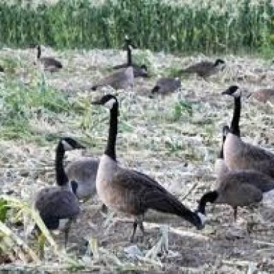 Connecticut-Geese