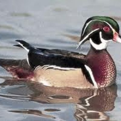 Connecticut-Wood-Duck