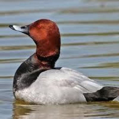 Florida-Canvasback-Duck