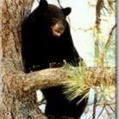 Idaho-Black-Bear3