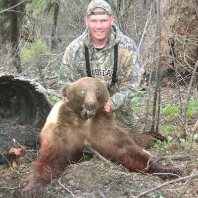 Idaho-Black-Bear4-1