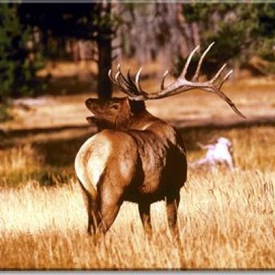 Idaho-Elk2-1