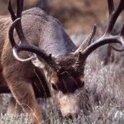 Idaho-Mule-Deer2