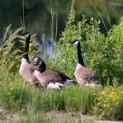 Illinois-Geese