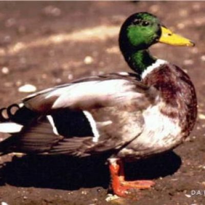 Kansas-Mallard-Duck