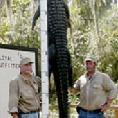 Louisiana-Alligator-1