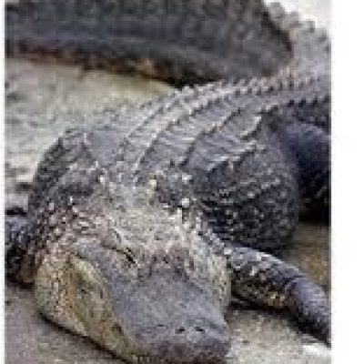 Louisiana-Alligator1