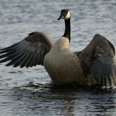 Louisiana-Canadian-Goose-Hunts