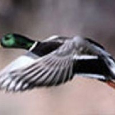 Louisiana-Mallard-Duck