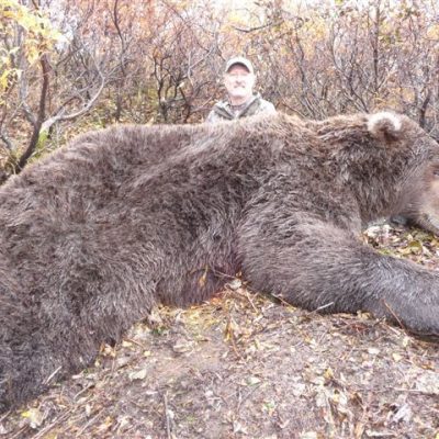 Massive-Trophy-Bear