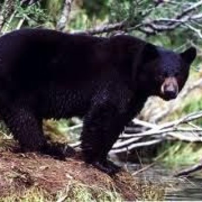 Montana-Black-Bear