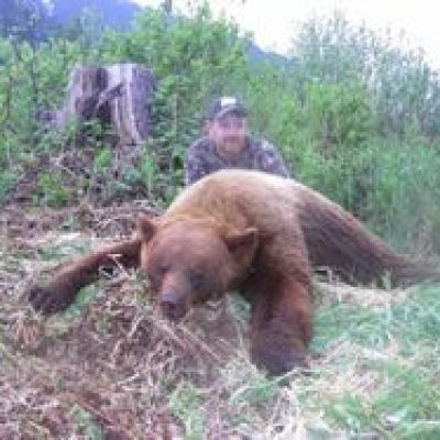 Montana-Black-Bear1