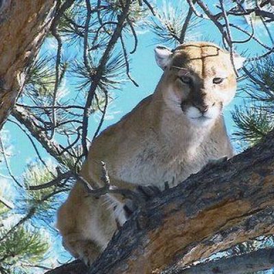 Mountain-Lion-hunting-New-Mexico-with-Hounds1