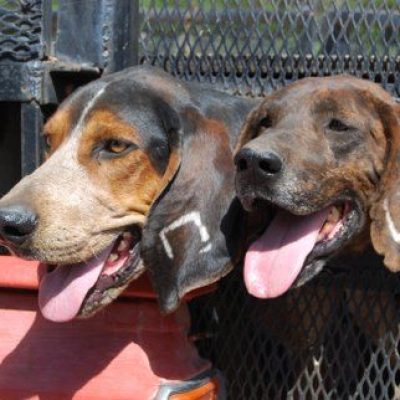 New-Mexico-Bear-Hunting-with-hounds2