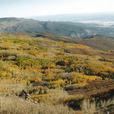 This-aspen-and-scrub-oak-mix-is-fantastic-deer-and-elk-habitat.