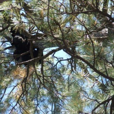 Treed-bear-in-New-Mexico1