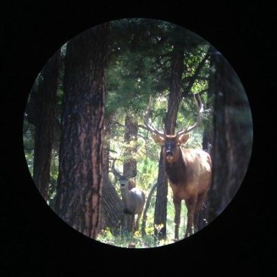 mule-deer-and-bull-elk-running-buddiies-1